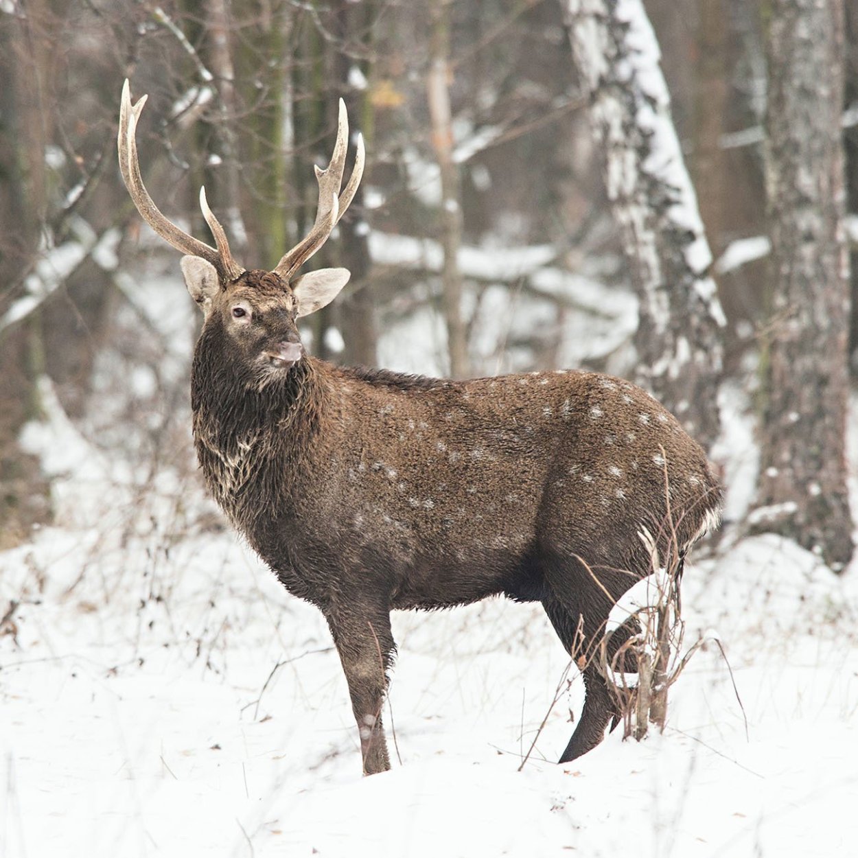 Благородный олень Марал