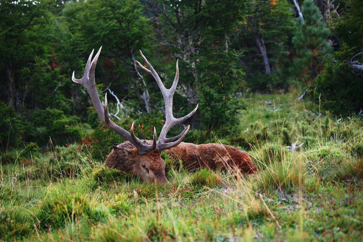 Баргузинский заповедник изюбря