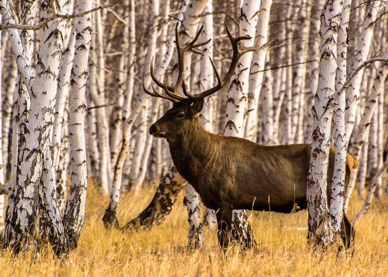 Сибирская косуля Забайкалье