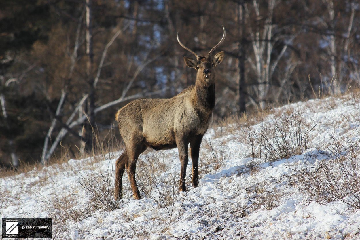 Олени разнообразие природы Хабаровского края