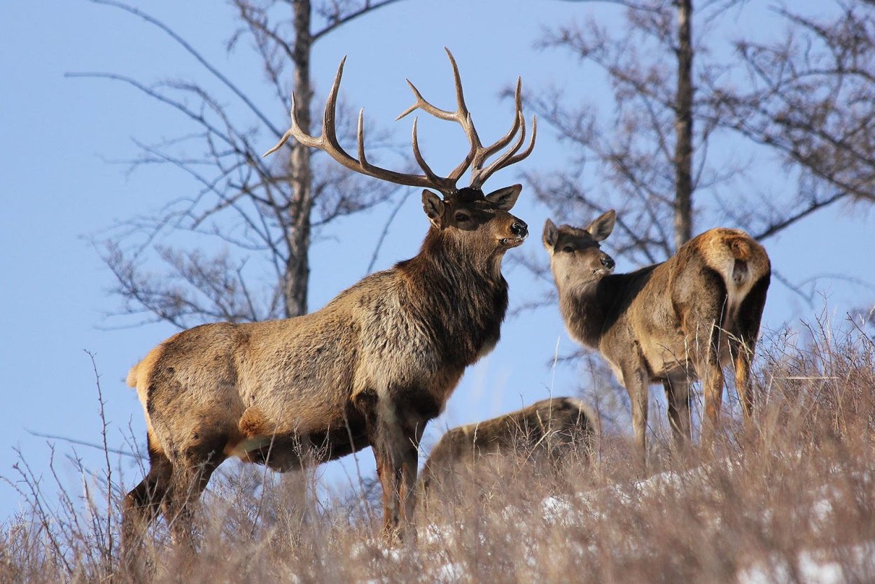 Изюбрь Дальневосточный