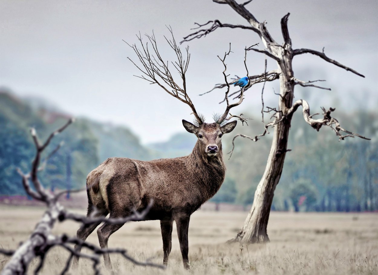 Олень в воздухе