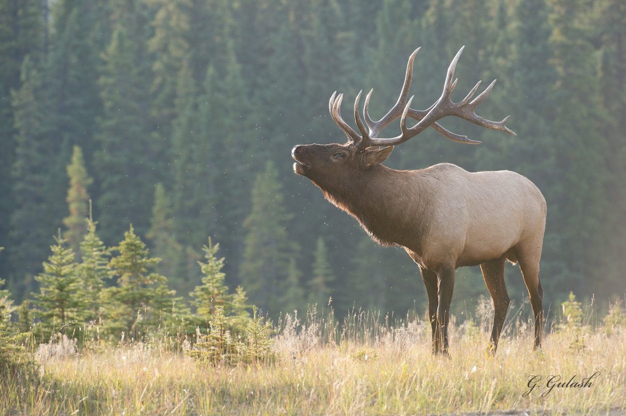 Изюбрь Сибирский
