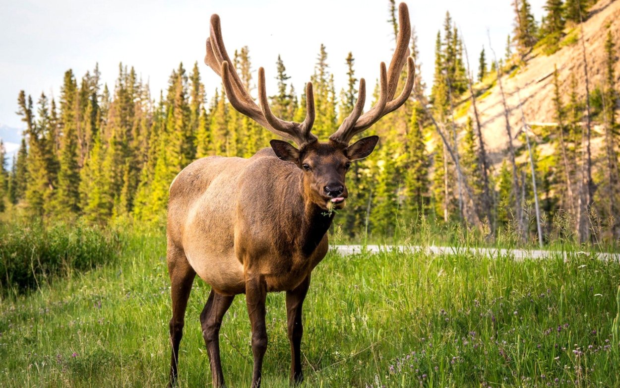 Олень изюбрь Дальневосточный