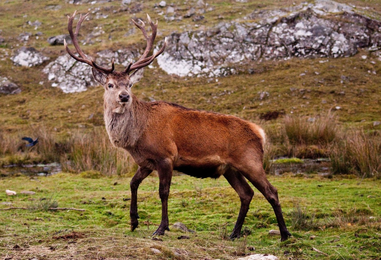 Олень Изюбр подписанный