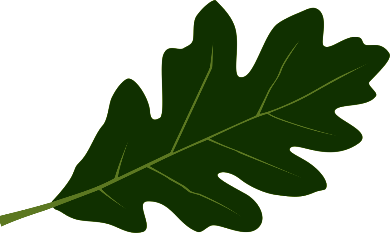 Дубовые листочки