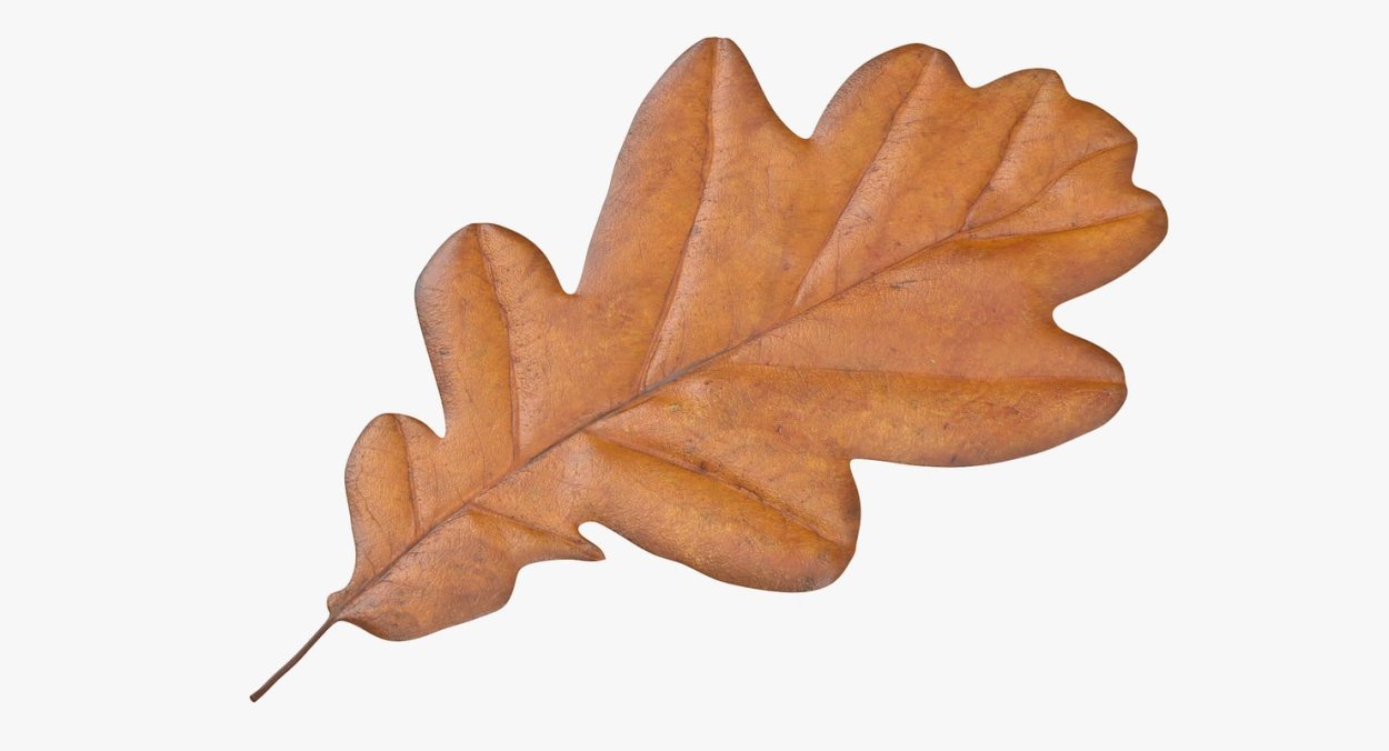 Лист дубовый для дошкольников