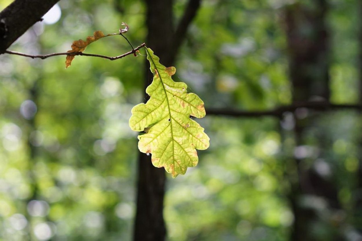 Лист дуба раскраска