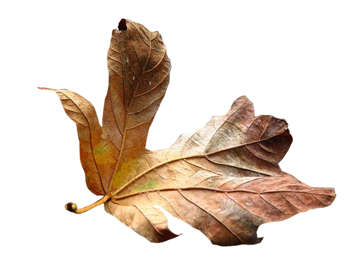 Лист дуба рисунок