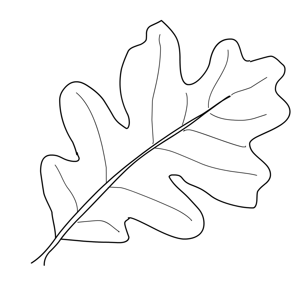 Quercus Robur лист