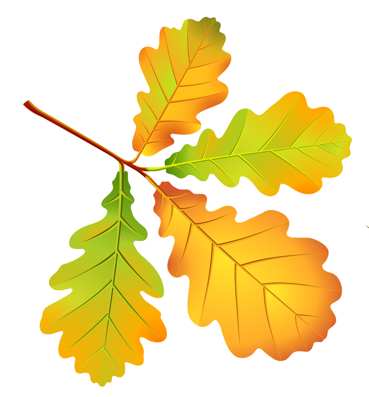 Дубовый лист 3d модель