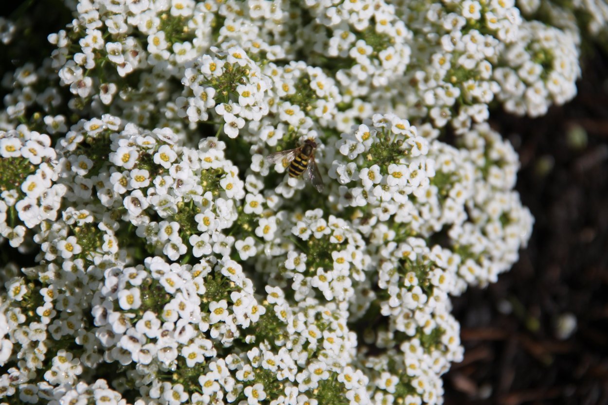 Алиссум вегетативный Сноу принцесс