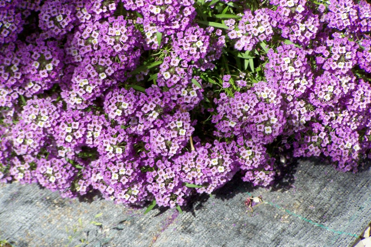 Алиссум бордюрный