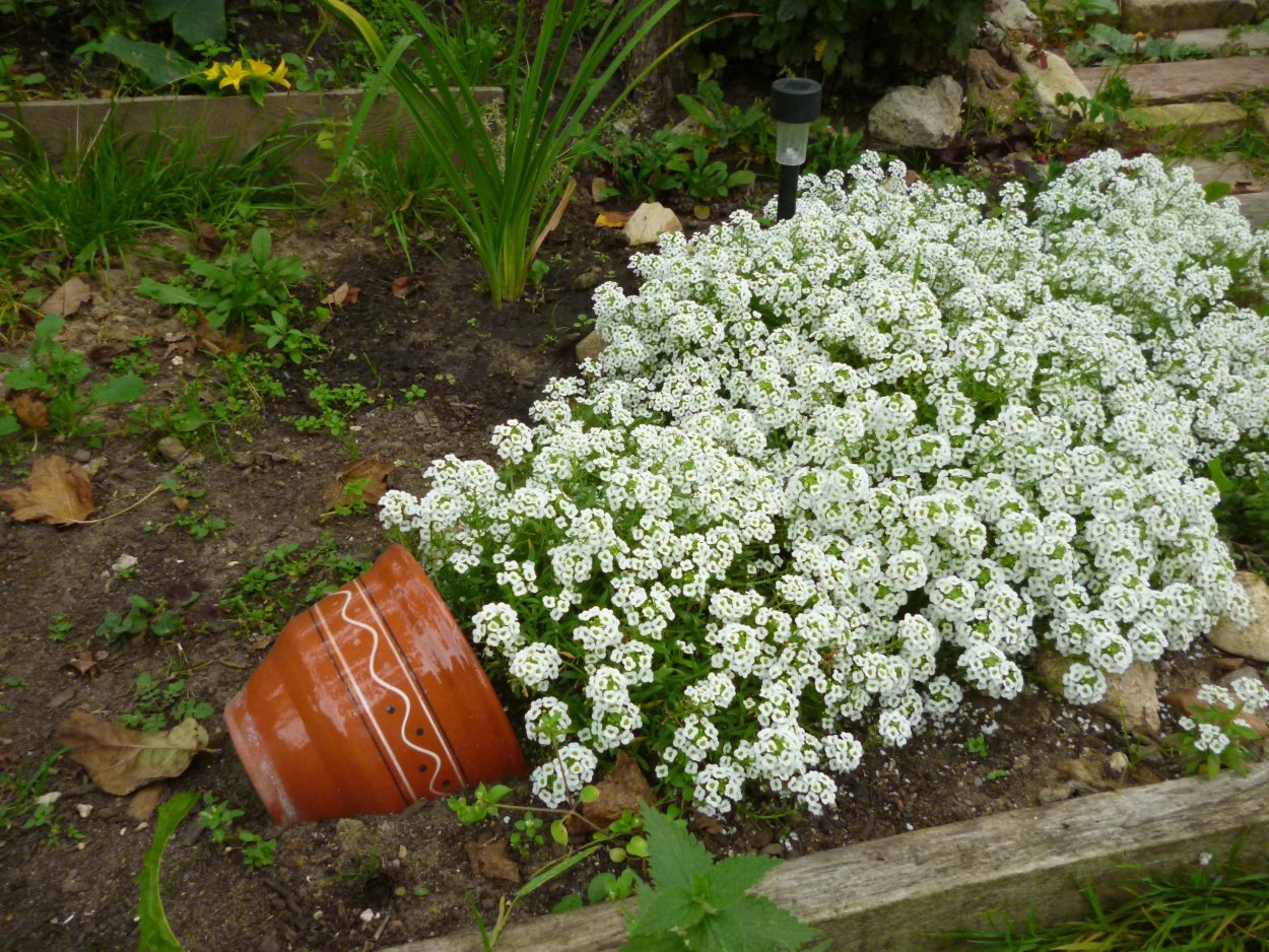 Алиссум цветы многолетники