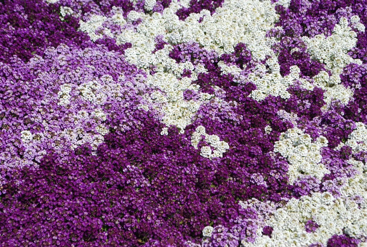 Рабатка Тунберга однолетник