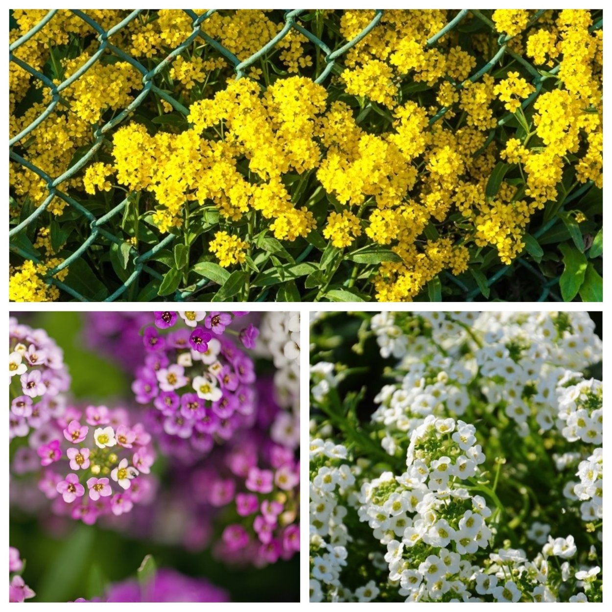Алиссум морской (Lobularia maritima) "tiny tim"
