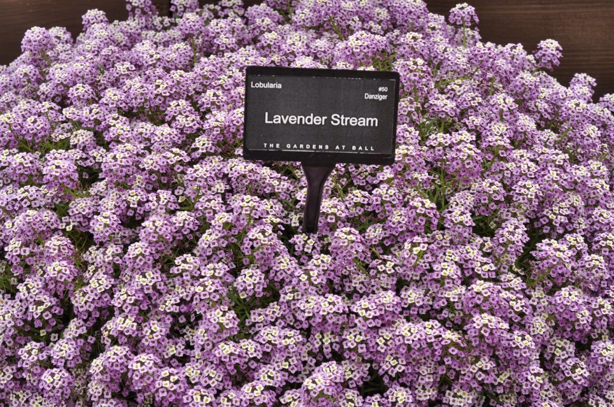 Алиссум Мэджик циклес микс