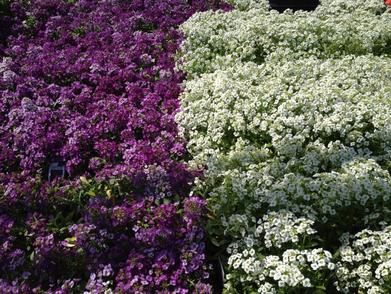 Алиссум в огороде
