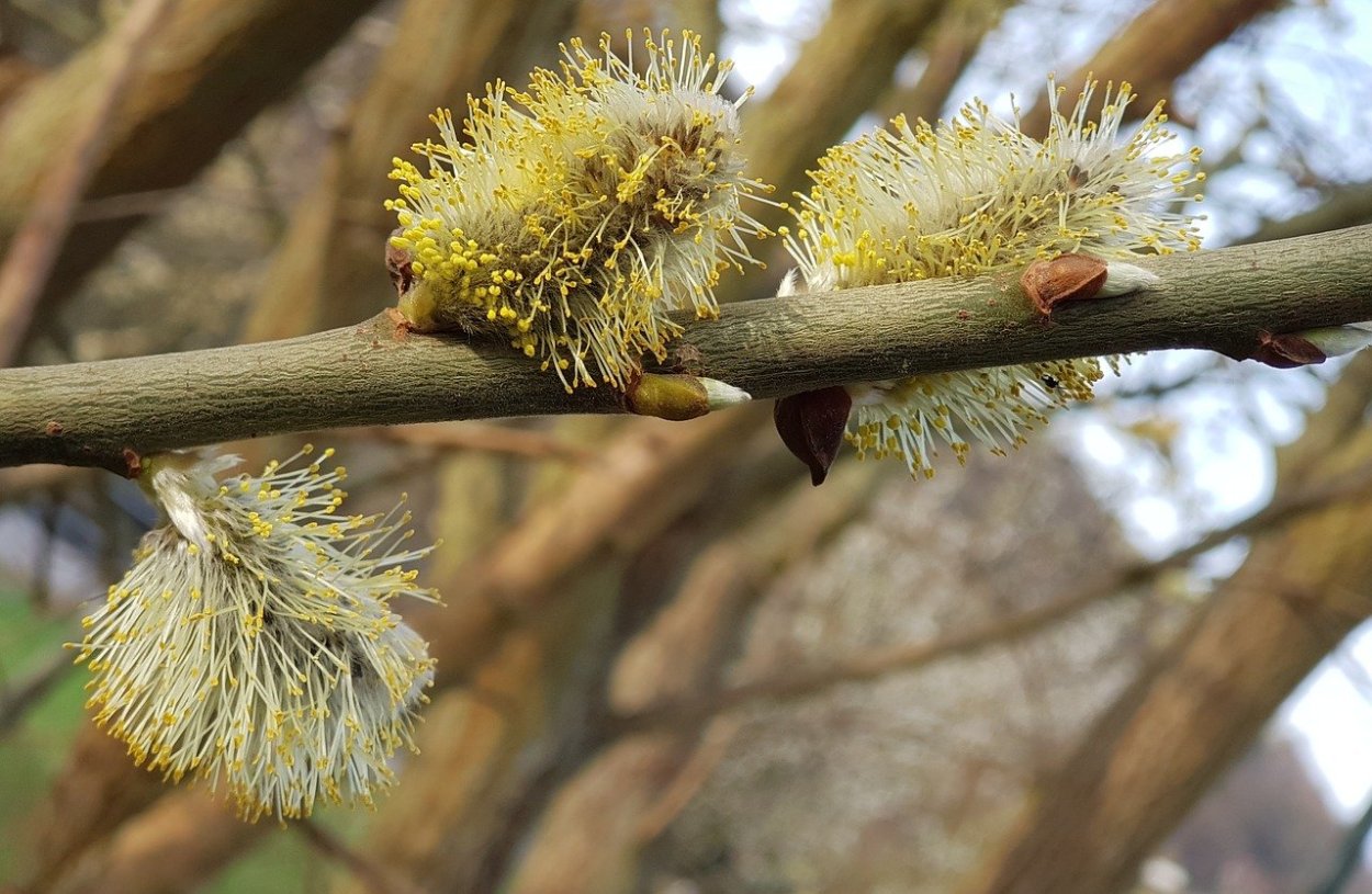 Willow catkins
