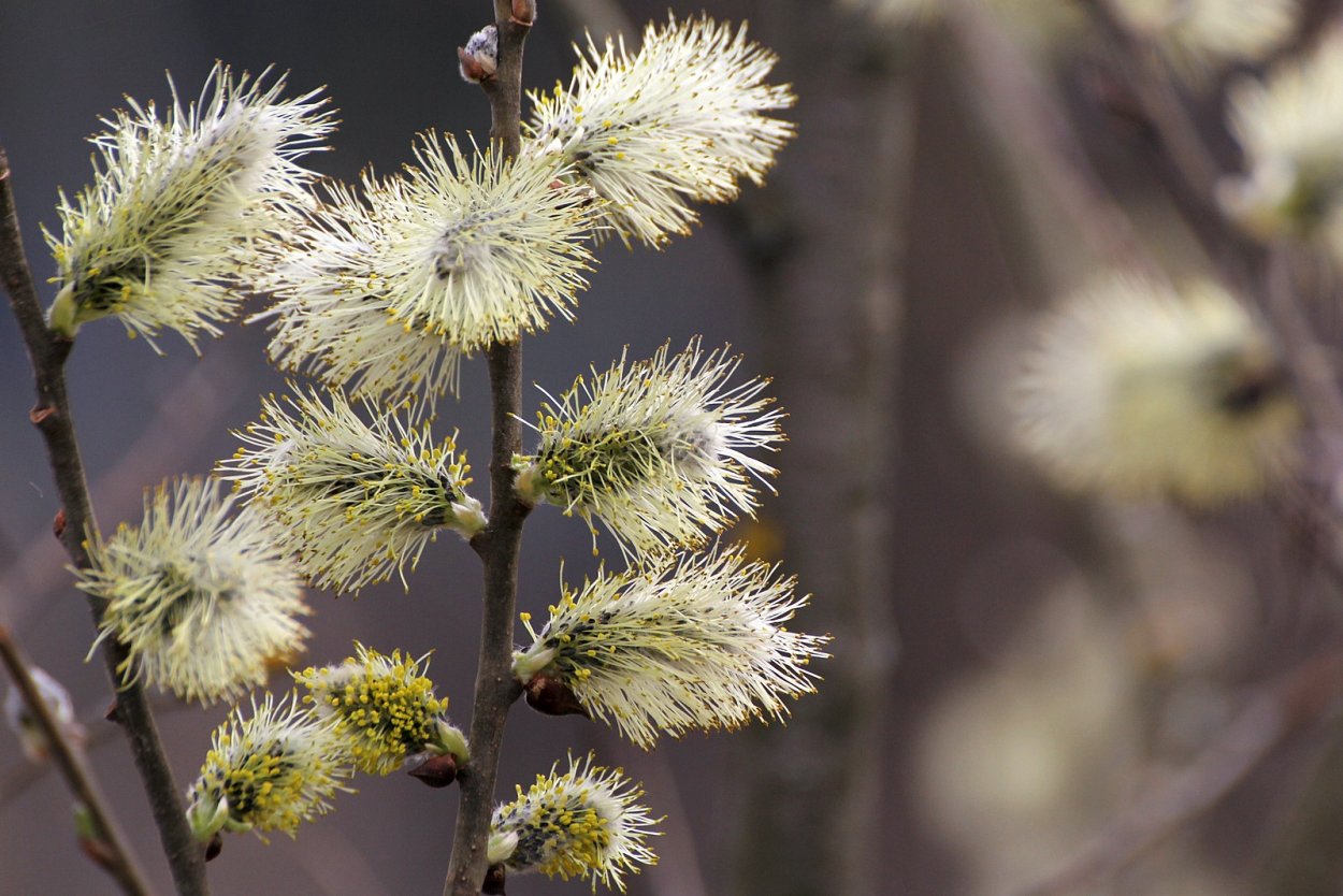 Верба и первоцветы