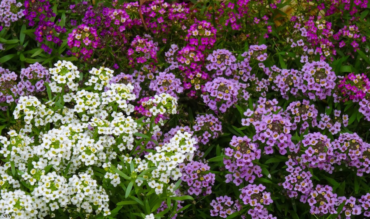 Алиссум на клумбе
