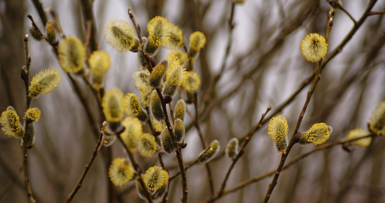 Цветущая Верба куст