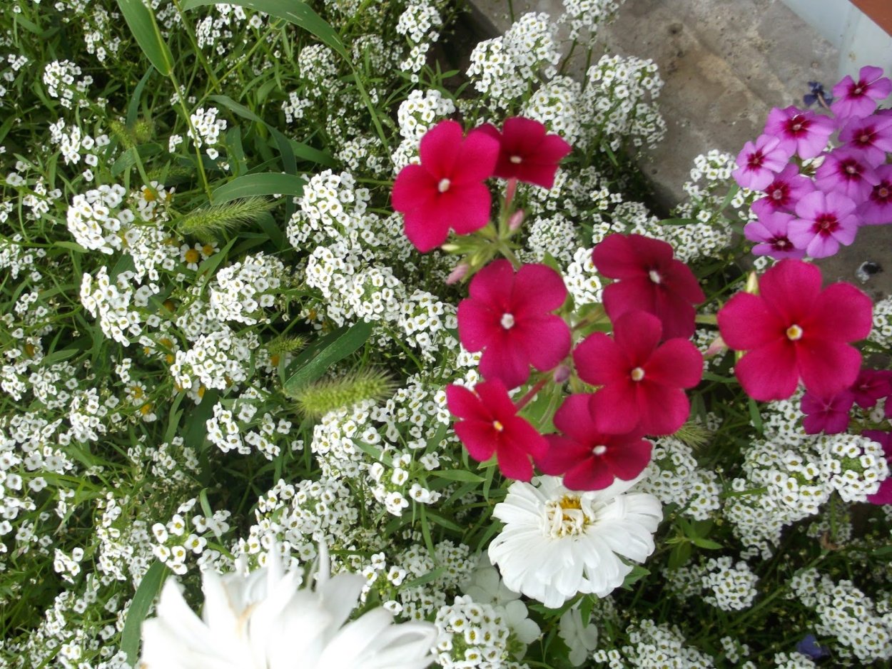 Алиссум балконный