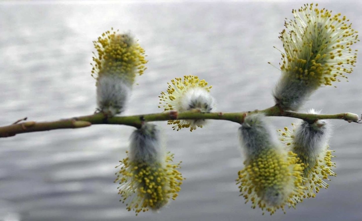 Ива почки Верба почки