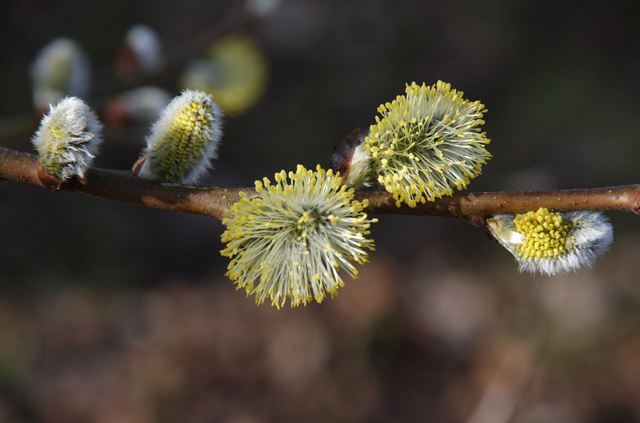 Верба цветет