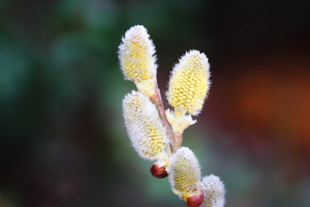 Willow catkins