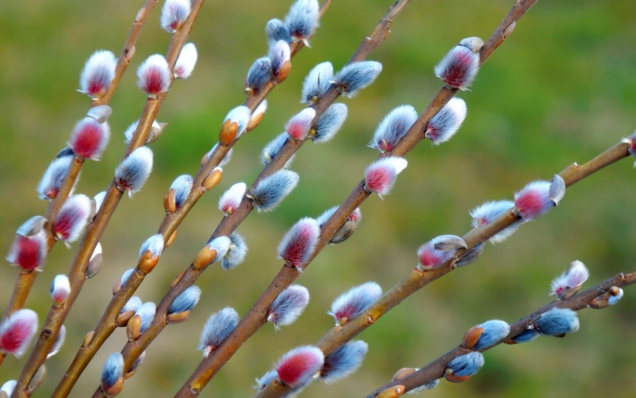 Ива пурпурная соцветие