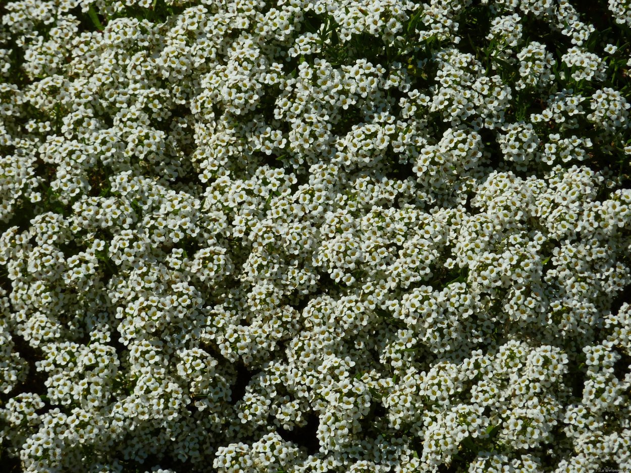 Алиссум горный Berggold