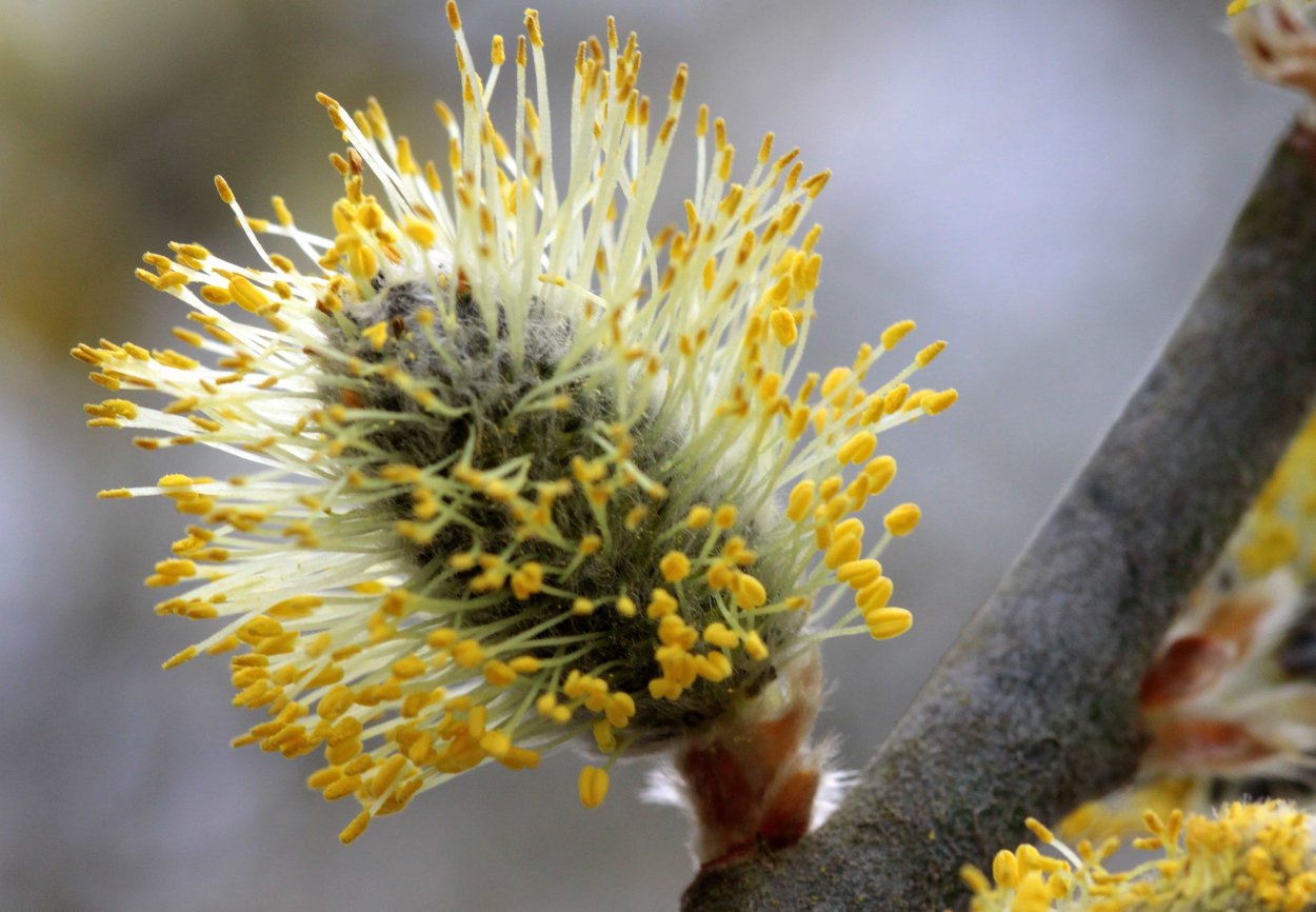 Salix caprea