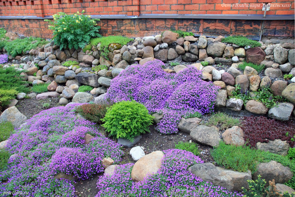 Алиссум лобулярия