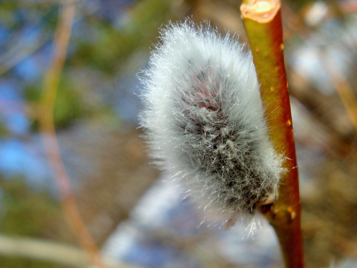 Верба с пушистыми почками