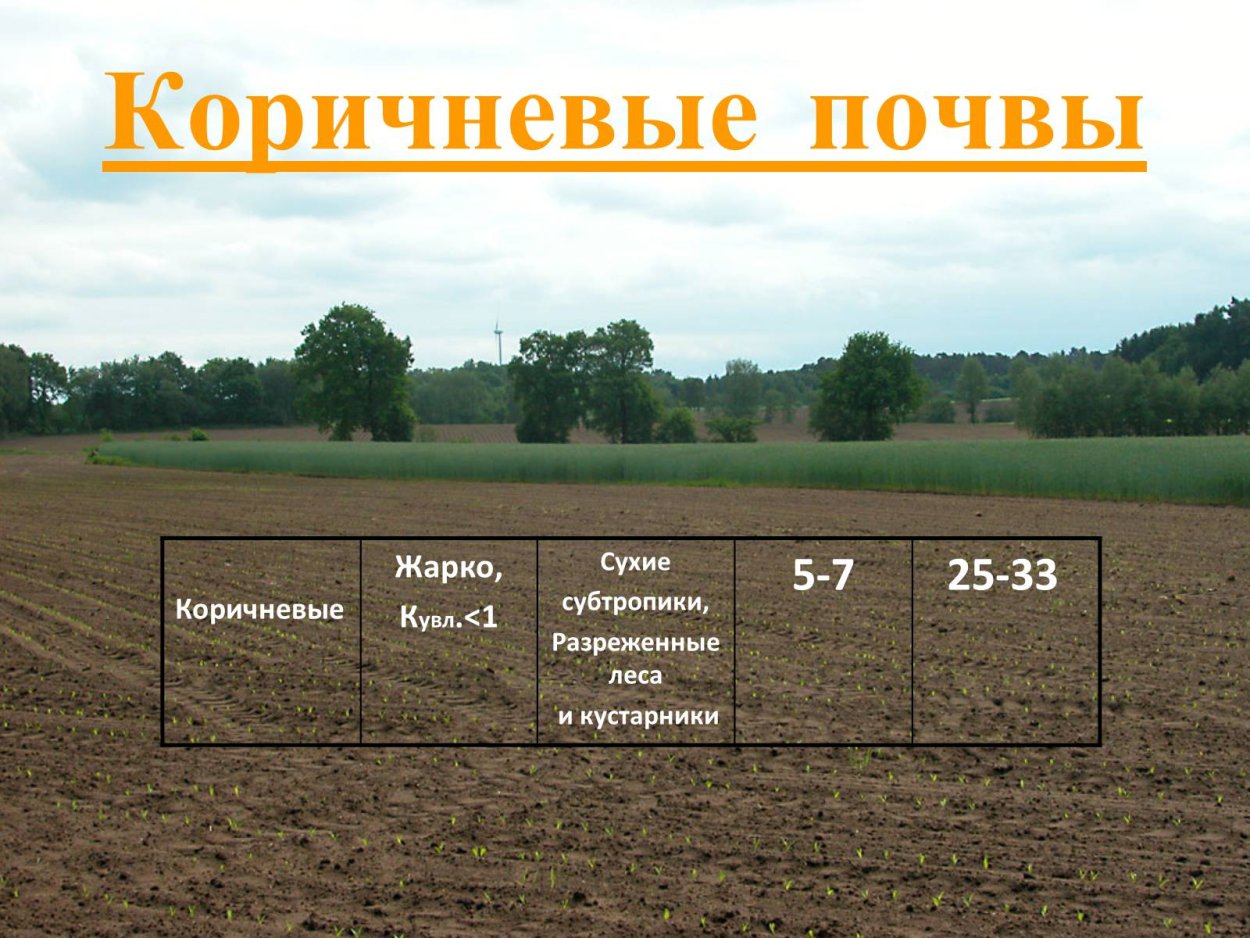 Почва коричневая
