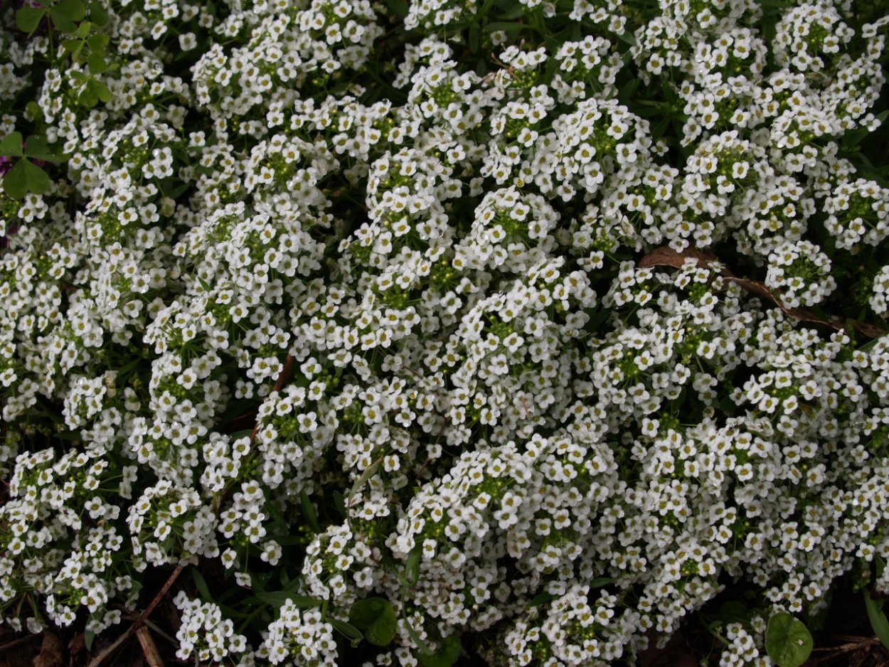 Алиссум тайни тим