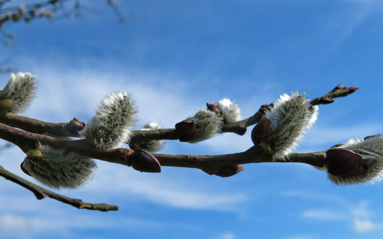Верба береза Магнолия