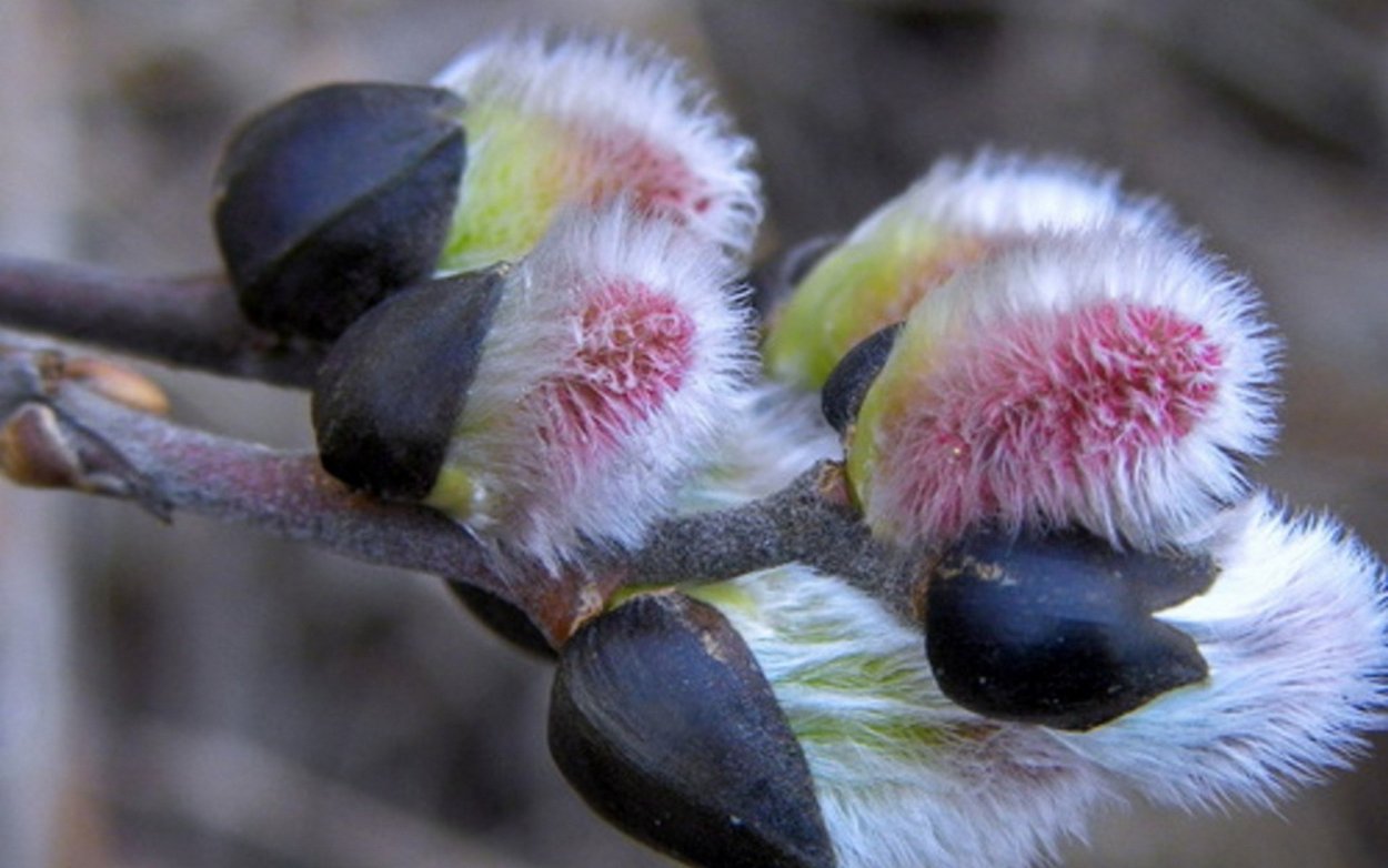 Ива мохнатопобеговая