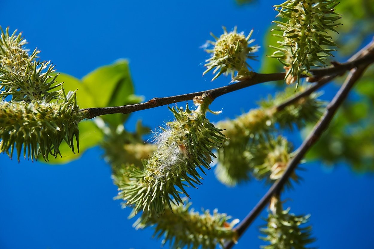 Дерево с большими пушистыми почками