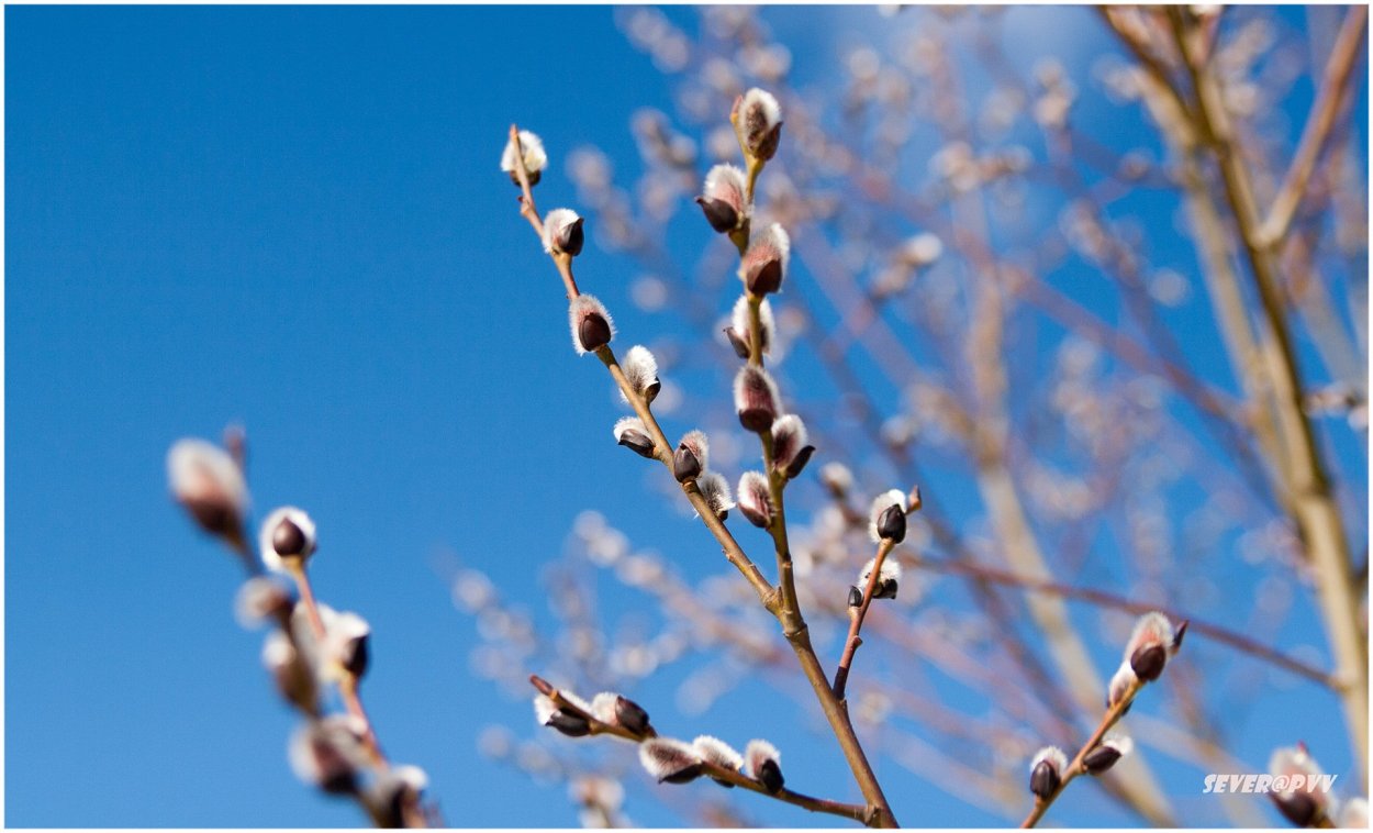 Верба желтая пушистая