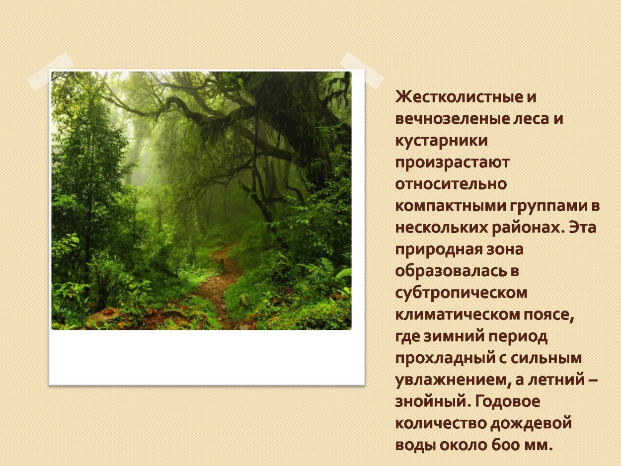 Жестколистные вечнозеленые леса и кустарники презентация