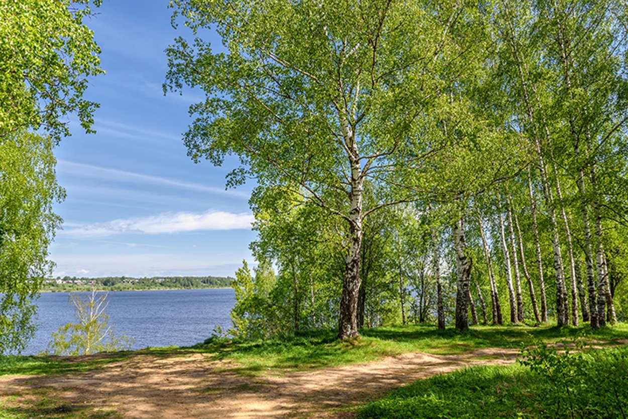 Плес березовая роща