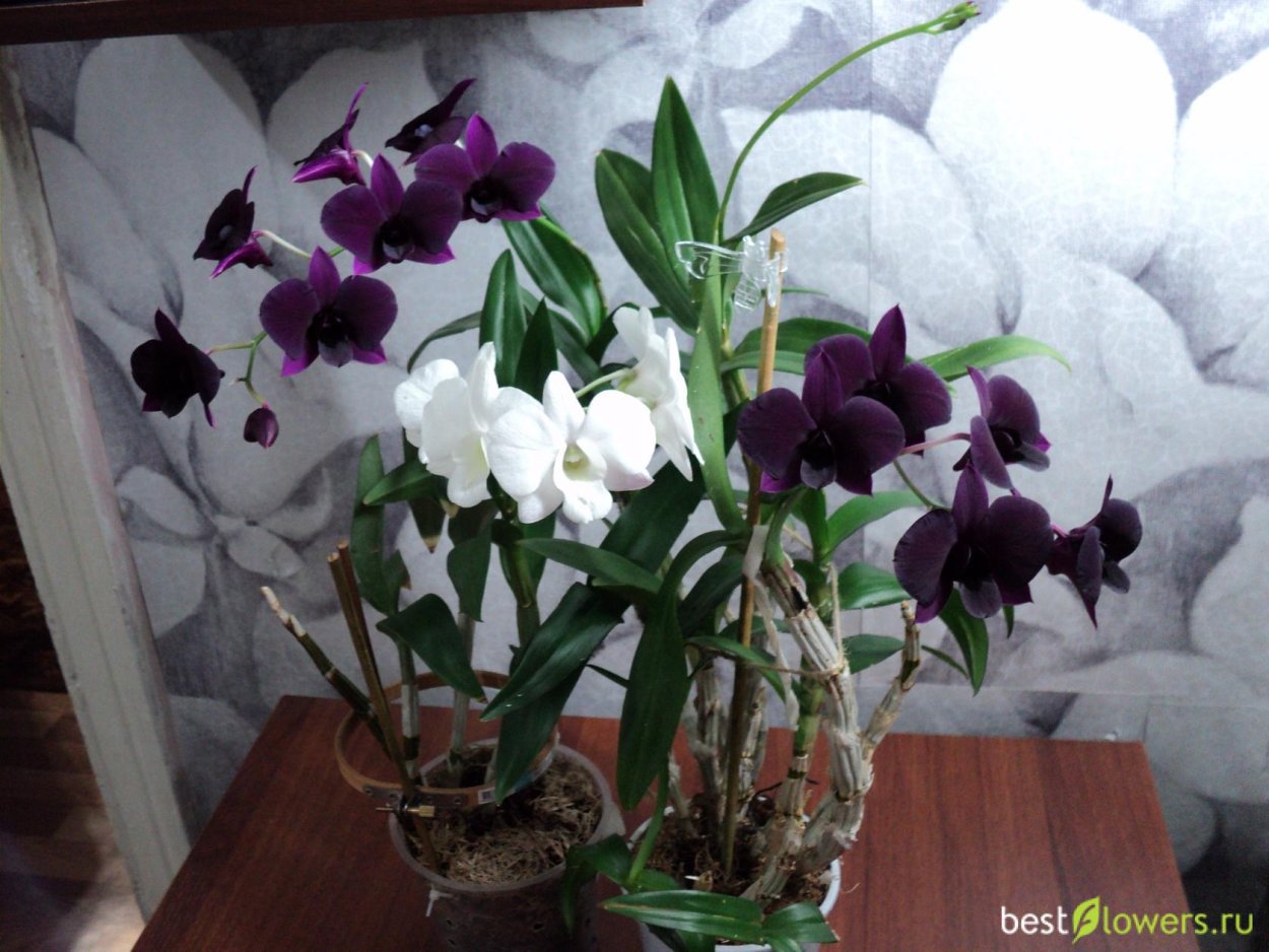 Орхидея Дендробиум фаленопсис