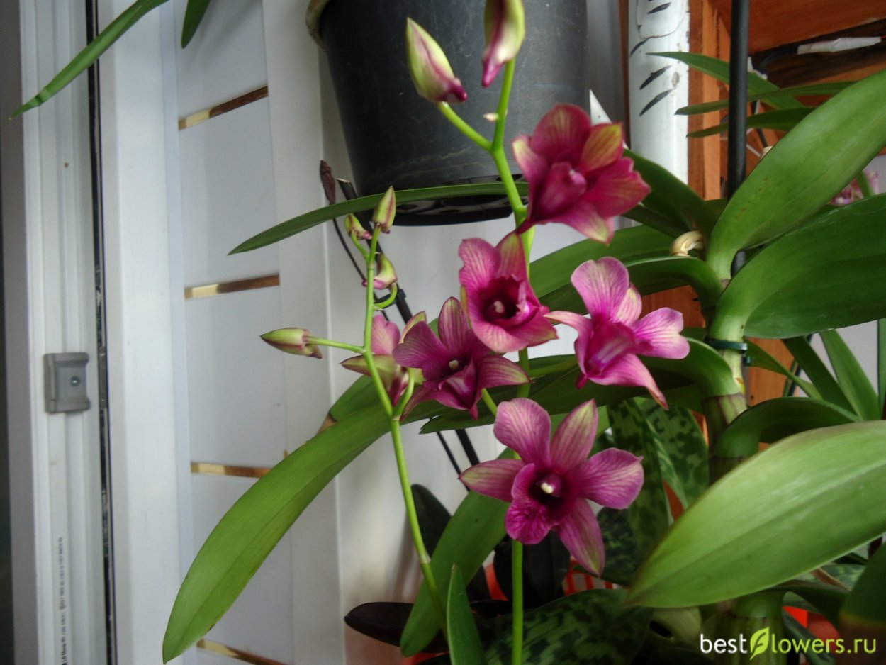 Дендробиум фаленопсис сиреневый