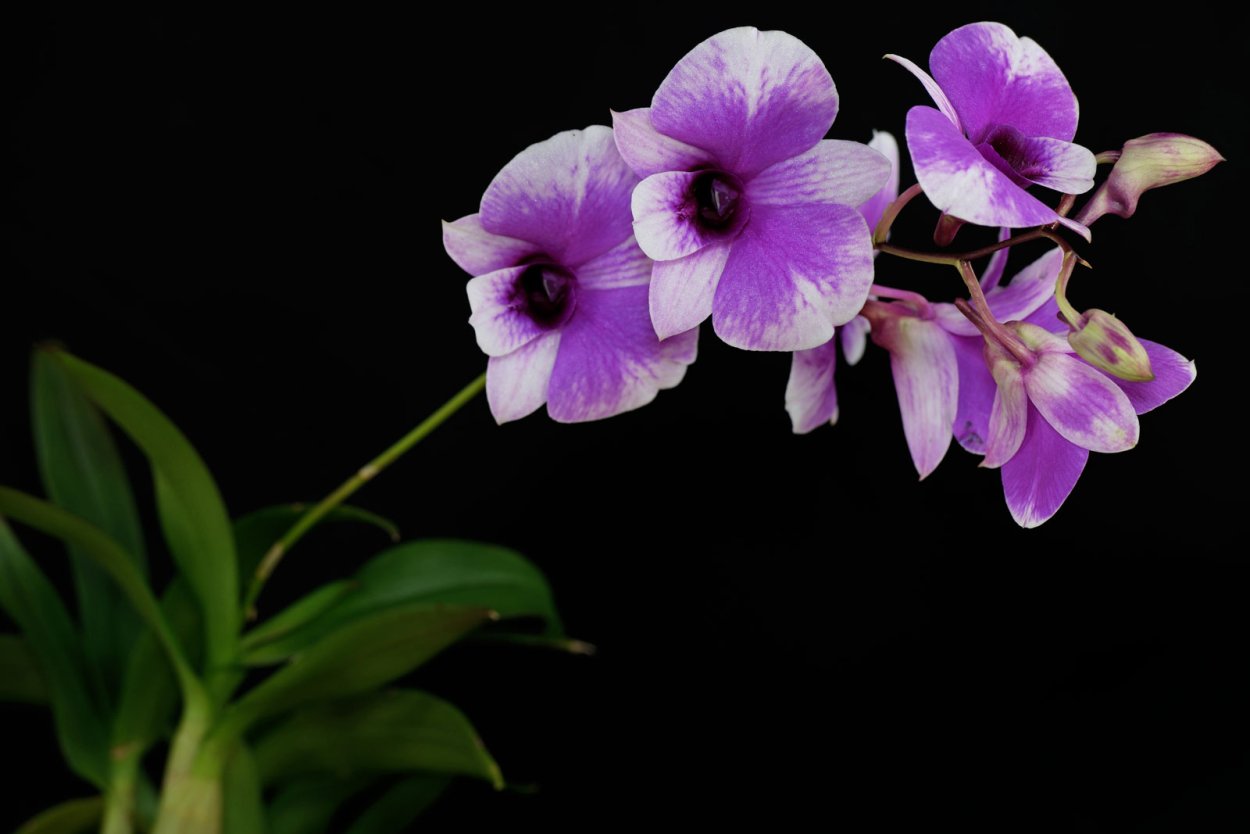 Орхидея Дендробиум (Dendrobium)