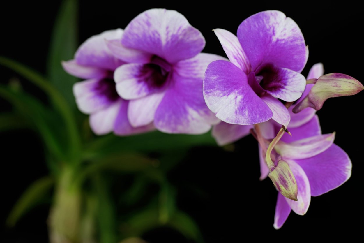 Дендрофаленопсис Блэк