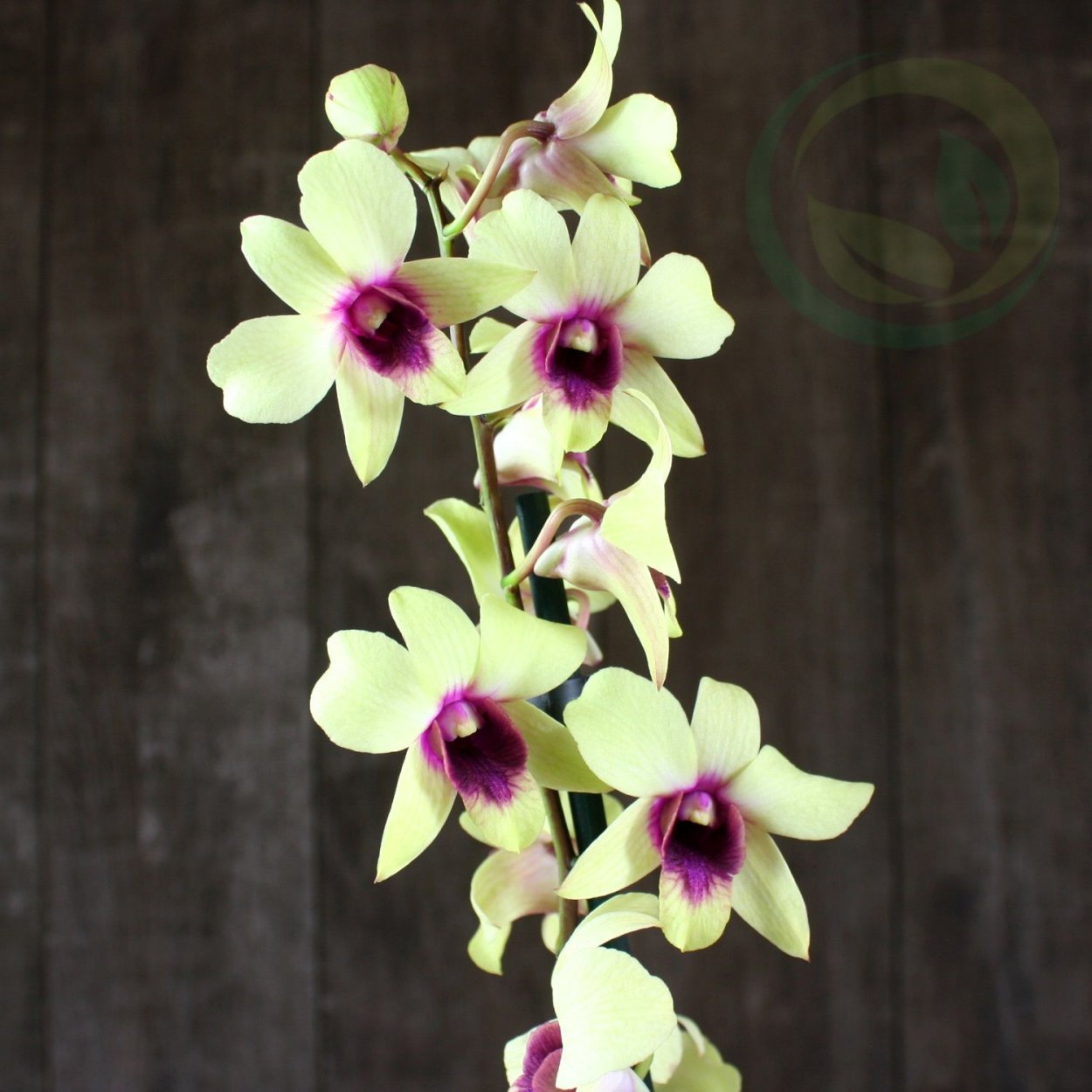 Орхидея Дендробиум фаленопсис