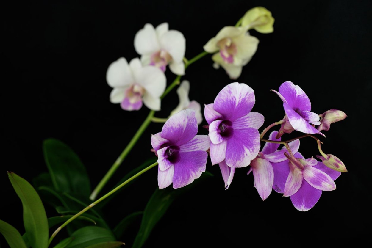 Орхидея Дендробиум фаленопсис