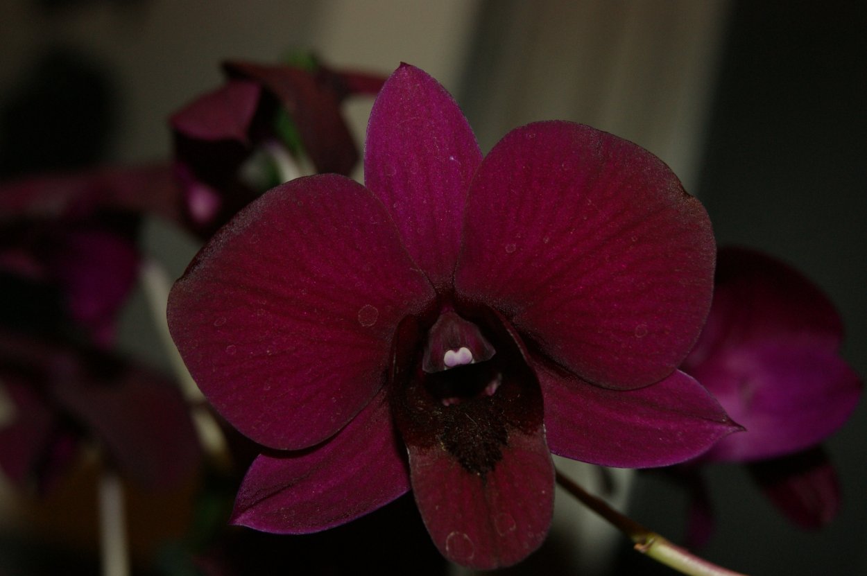 Орхидея дендрофаленопсис